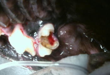 carie in un cane : lesione abbastanza rara normalmente si presenta sulla faccia occlusale di m1 superiore 